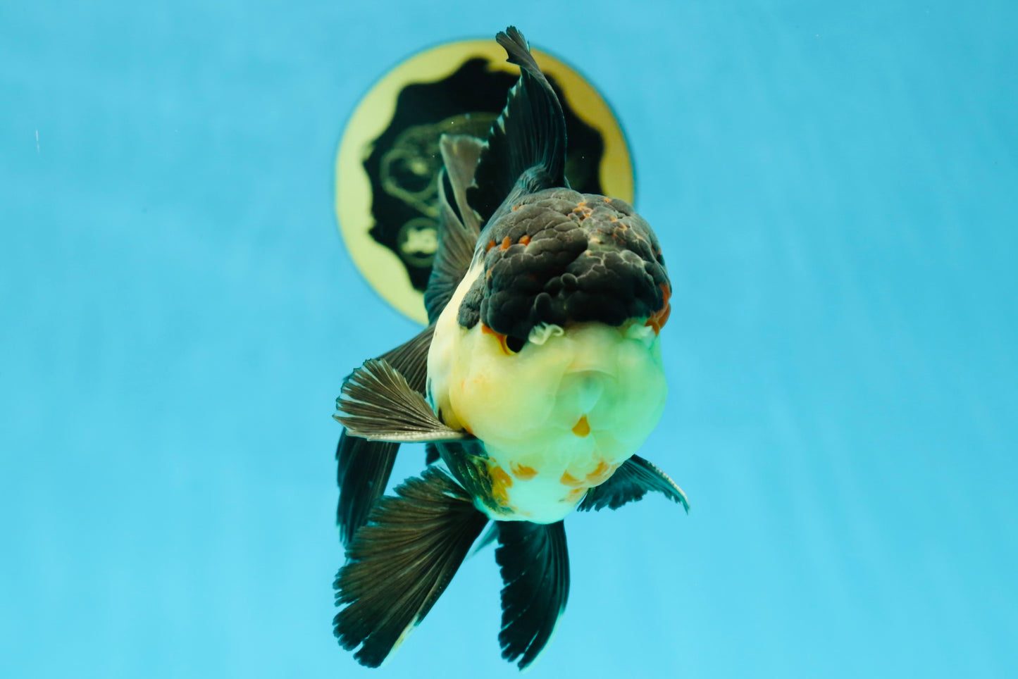 A Grade Tricolor Oranda Male 5 inches #041125OR_02
