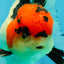 AAA Grade Tricolor Oranda Male 4.5-5 inches #041125OR_01