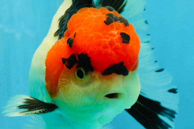 AAA Grade Tricolor Oranda Male 4.5-5 inches #041125OR_01