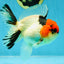 AAA Grade Tricolor Oranda Male 4.5-5 inches #041125OR_01