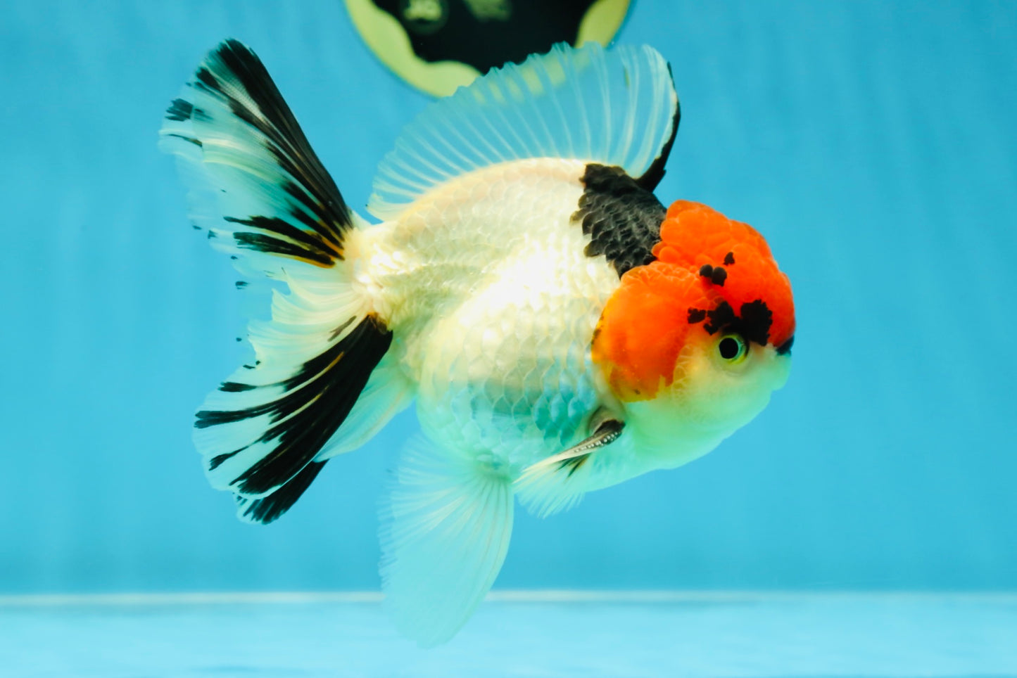 AAA Grade Tricolor Oranda Male 4.5-5 inches #041125OR_01