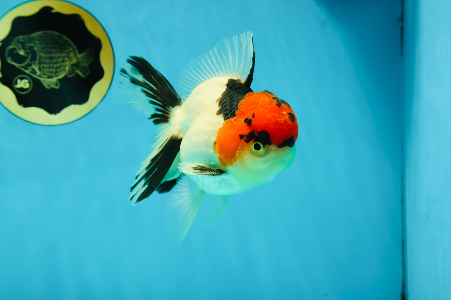 AAA Grade Tricolor Oranda Male 4.5-5 inches #041125OR_01