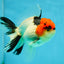 AAA Grade Tricolor Oranda Male 4.5-5 inches #041125OR_01