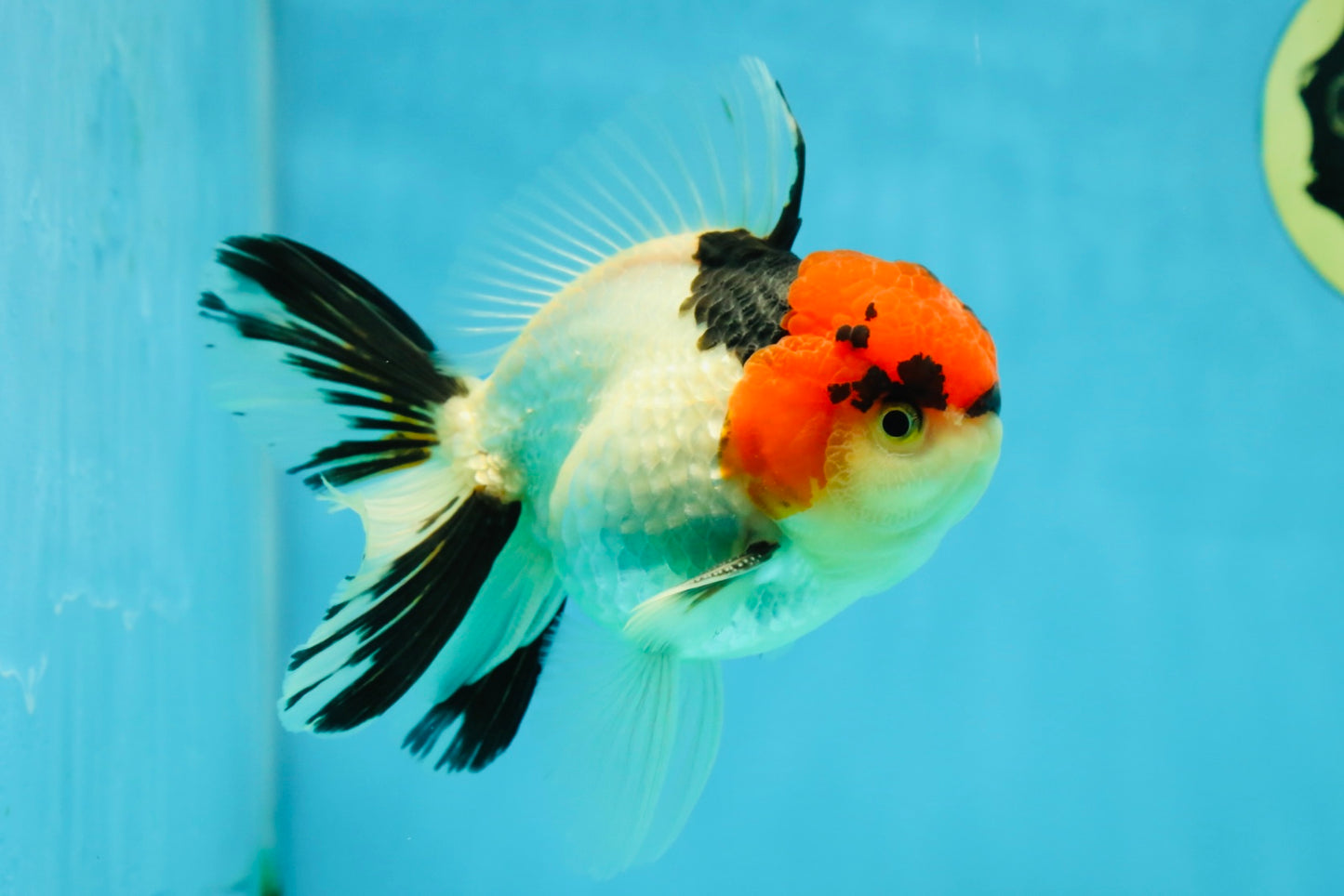 AAA Grade Tricolor Oranda Male 4.5-5 inches #041125OR_01