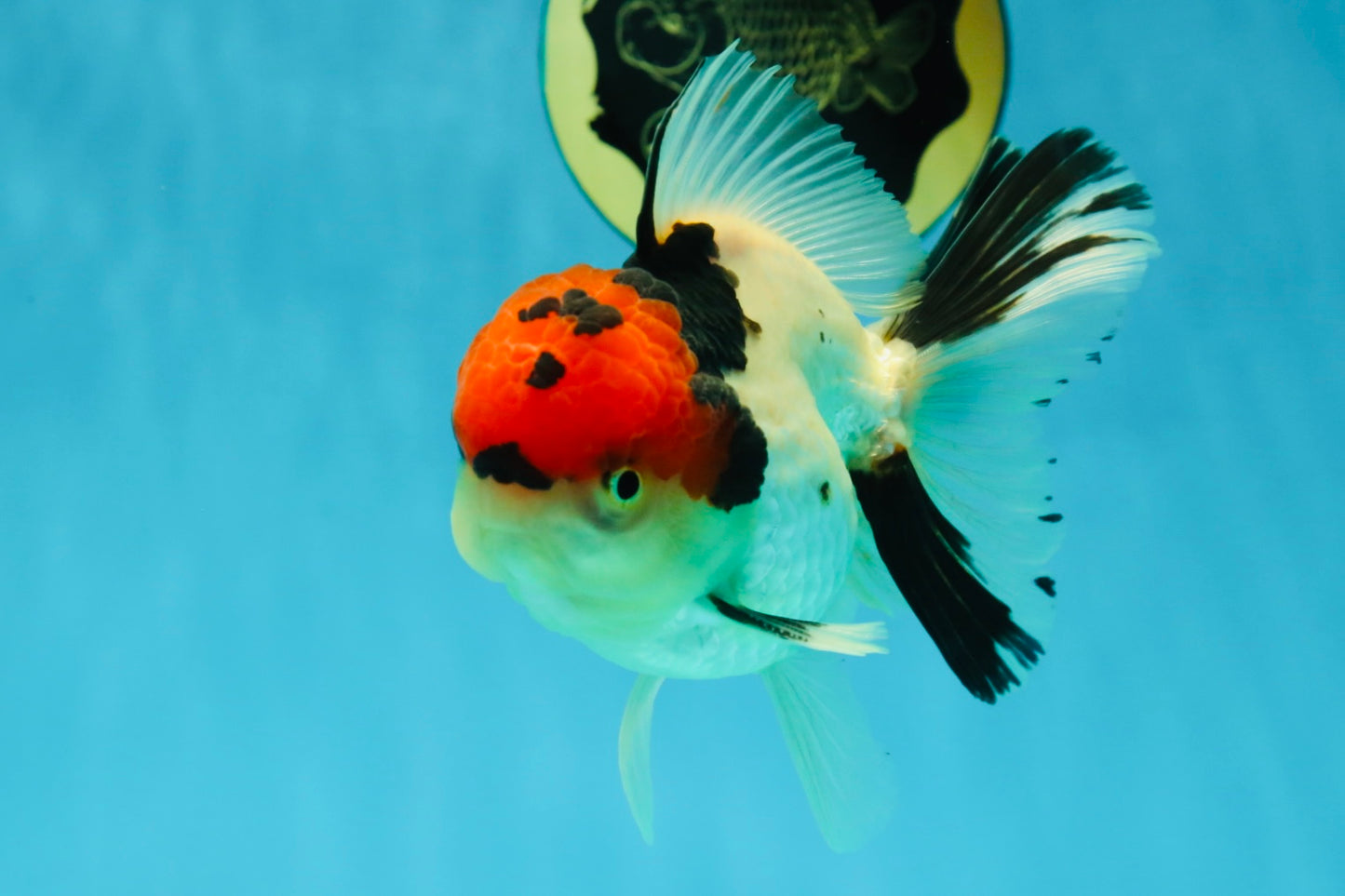 AAA Grade Tricolor Oranda Male 4.5-5 inches #041125OR_01