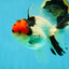 AAA Grade Tricolor Oranda Male 4.5-5 inches #041125OR_01