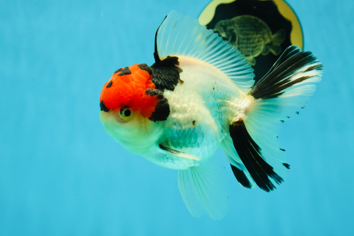 AAA Grade Tricolor Oranda Male 4.5-5 inches #041125OR_01