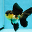 A Grade Tricolor Oranda Male 5-5.5 inches #041125OR_06