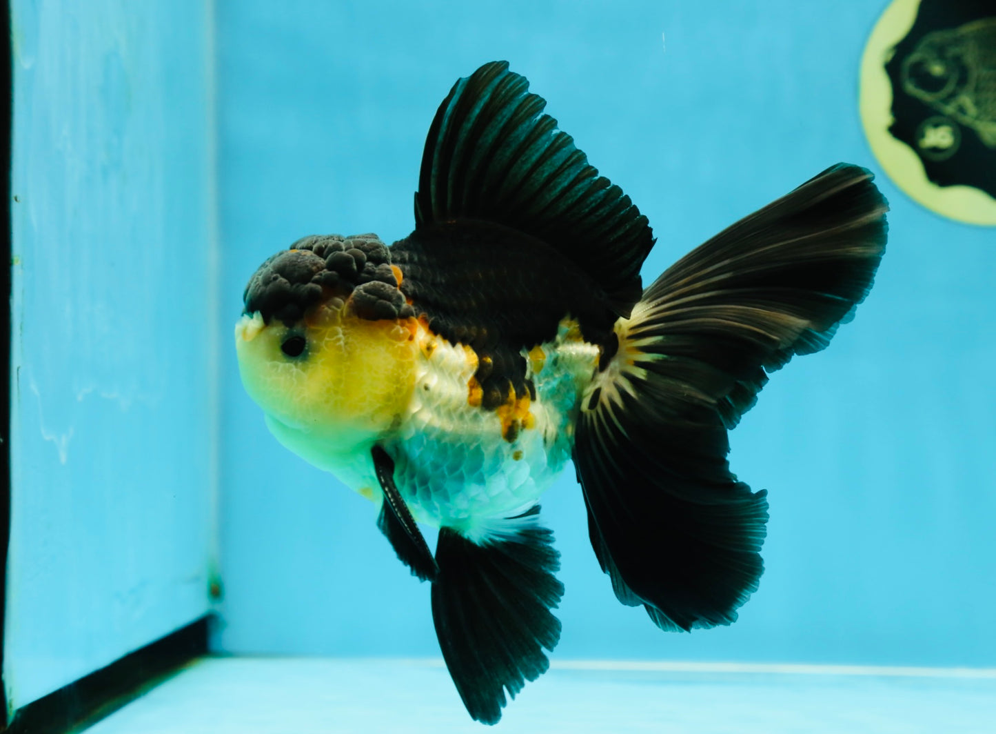A Grade Tricolor Oranda Male 5-5.5 inches #041125OR_06