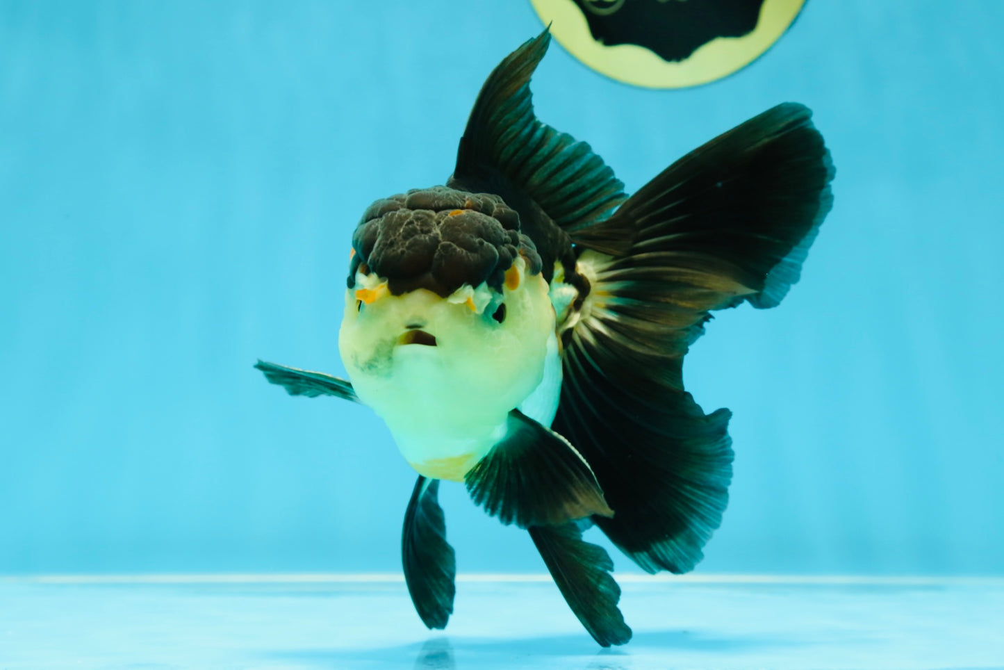 A Grade Tricolor Oranda Male 5-5.5 inches #041125OR_06