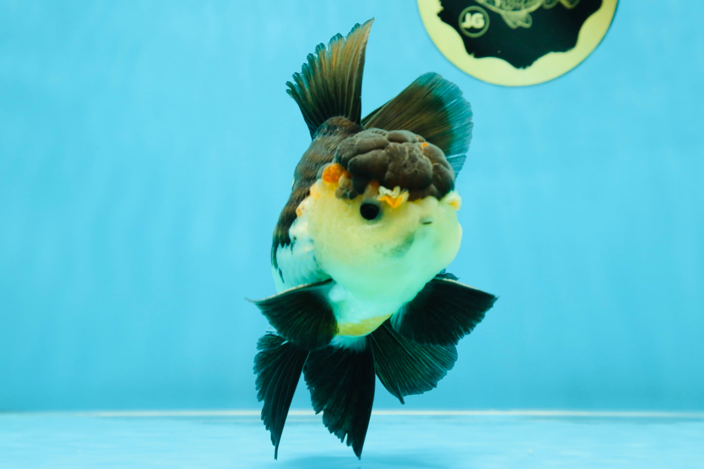 A Grade Tricolor Oranda Male 5-5.5 inches #041125OR_06