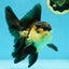 A Grade Tricolor Oranda Male 5-5.5 inches #041125OR_06