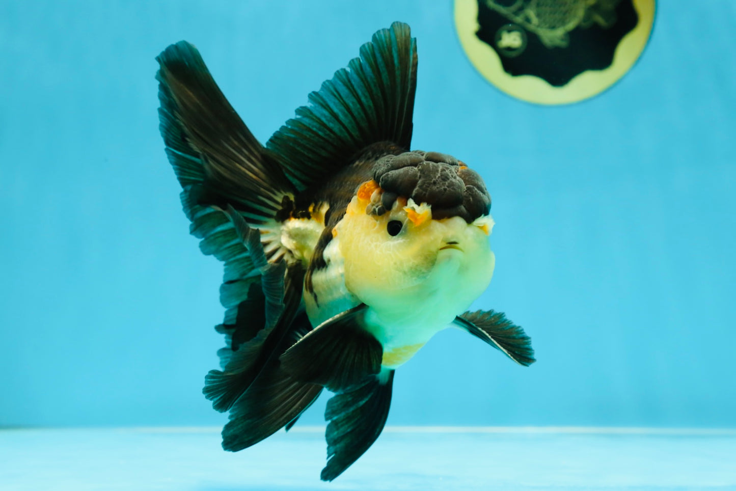 A Grade Tricolor Oranda Male 5-5.5 inches #041125OR_06