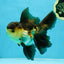 A Grade Tricolor Oranda Male 5-5.5 inches #041125OR_06