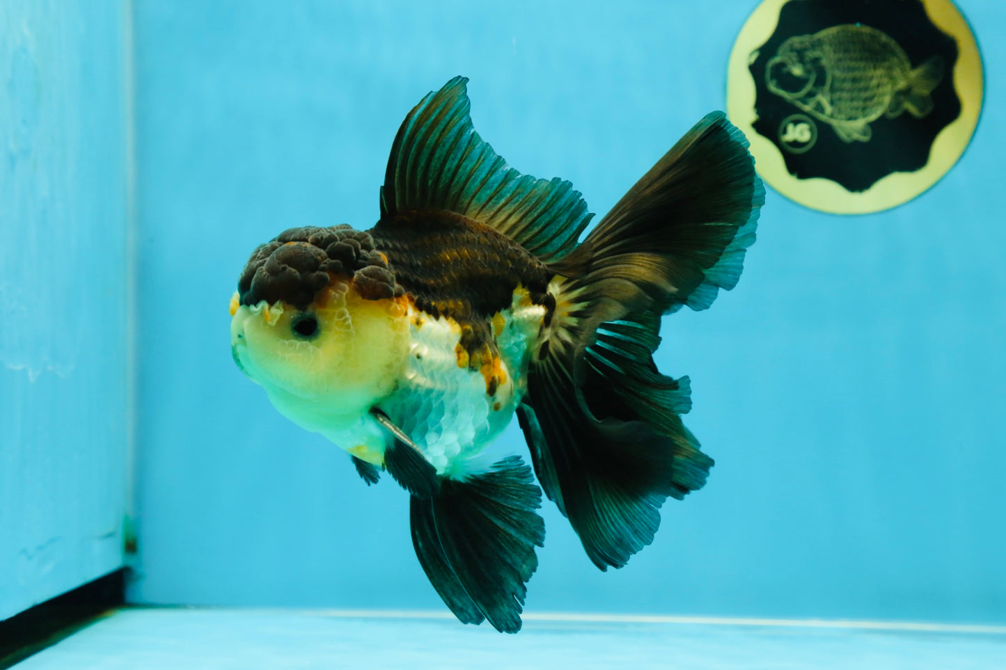 A Grade Tricolor Oranda Male 5-5.5 inches #041125OR_06