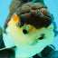 A Grade Tricolor Oranda Male 5-5.5 inches #041125OR_06
