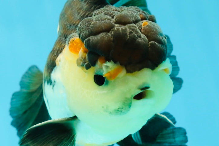 A Grade Tricolor Oranda Male 5-5.5 inches #041125OR_06