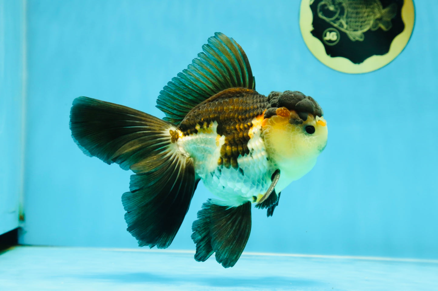 A Grade Tricolor Oranda Male 5-5.5 inches #041125OR_06