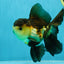 A Grade Tricolor Oranda Male 5-5.5 inches #041125OR_06