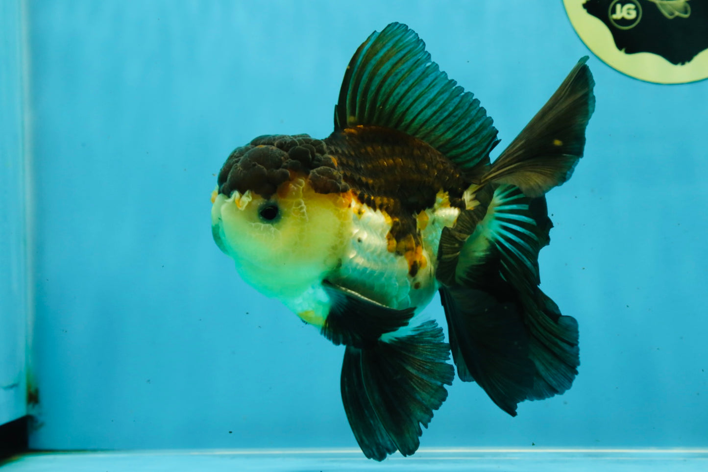 A Grade Tricolor Oranda Male 5-5.5 inches #041125OR_06