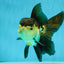 A Grade Tricolor Oranda Male 5-5.5 inches #041125OR_06