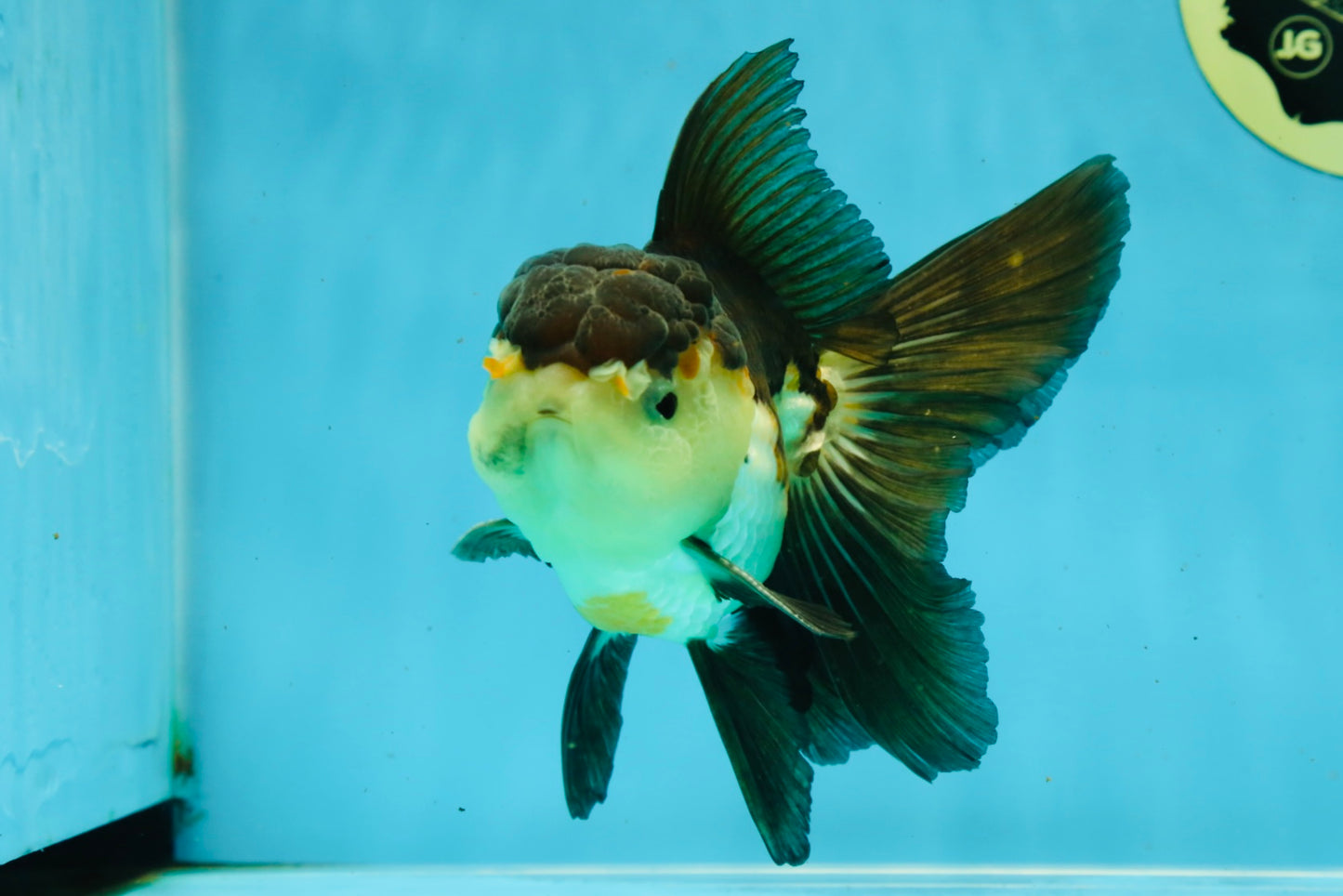 A Grade Tricolor Oranda Male 5-5.5 inches #041125OR_06
