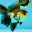 A Grade Tricolor Oranda Male 5-5.5 inches #041125OR_06