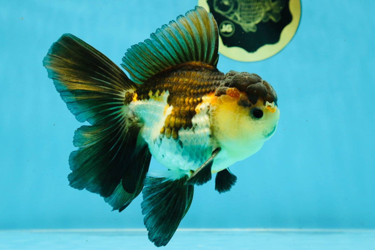 A Grade Tricolor Oranda Male 5-5.5 inches #041125OR_06