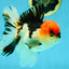 AAA Grade Tricolor Oranda Male 5 inches #041125OR_05