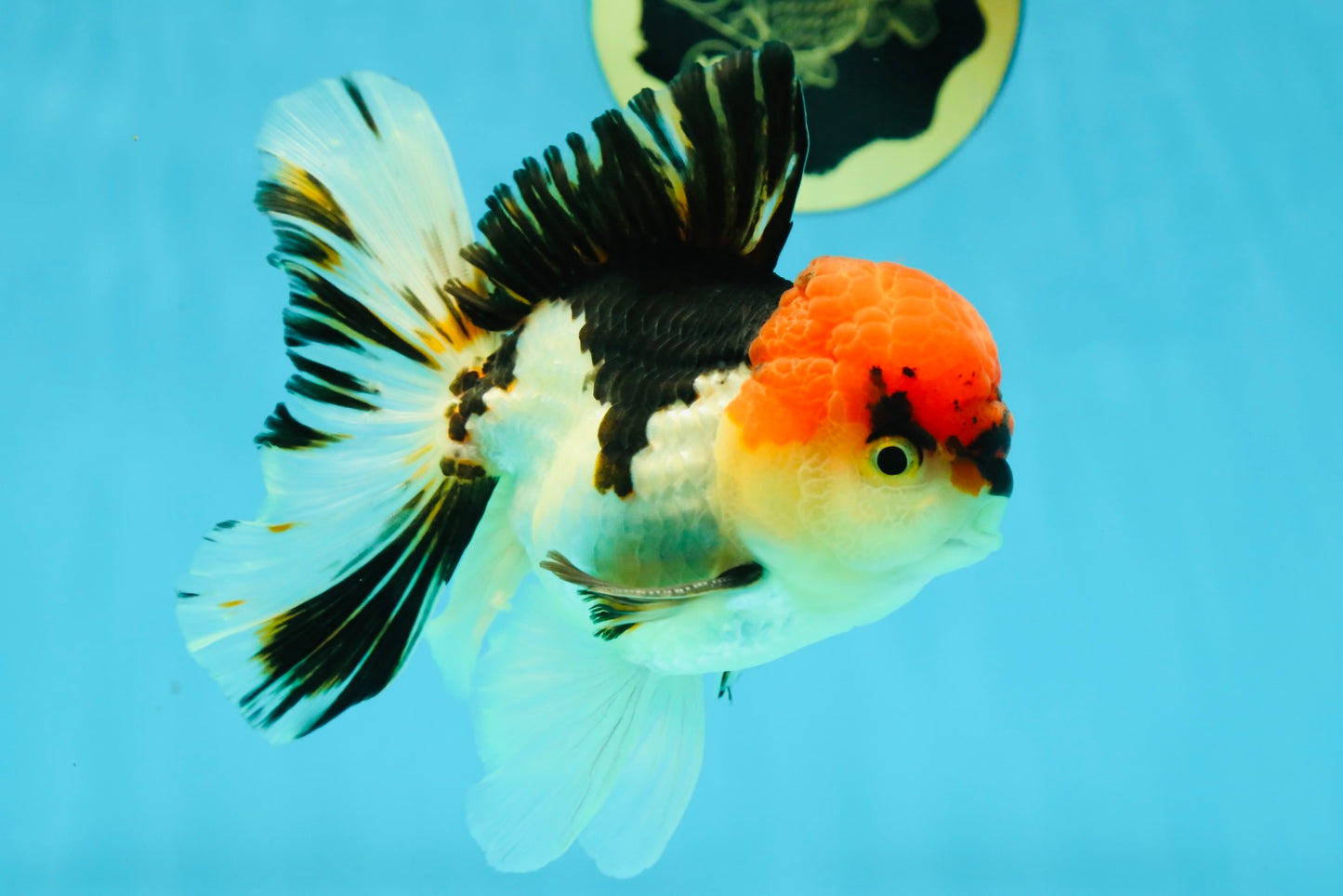 AAA Grade Tricolor Oranda Male 5 inches #041125OR_05