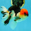 AAA Grade Tricolor Oranda Male 5 inches #041125OR_05
