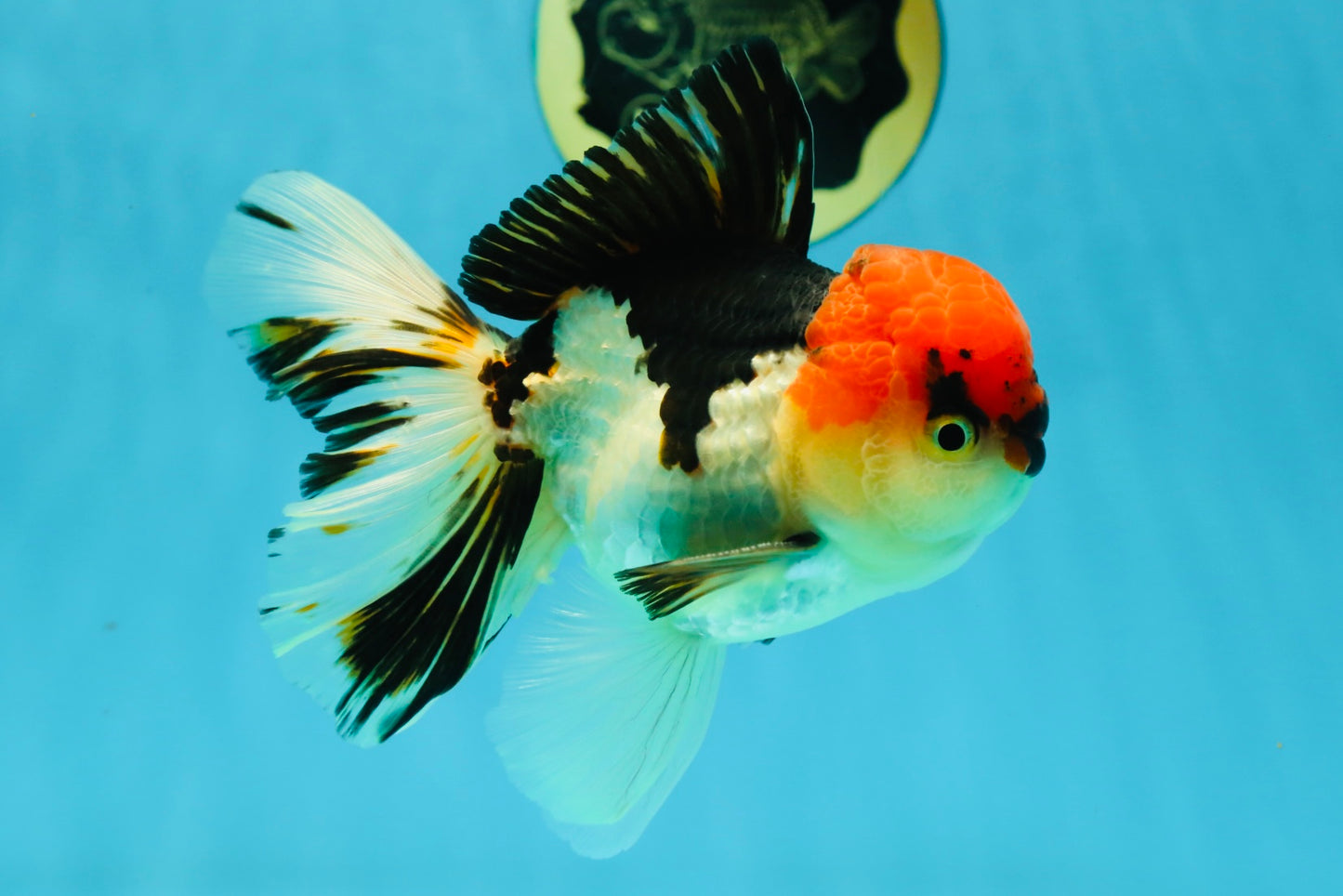 AAA Grade Tricolor Oranda Male 5 inches #041125OR_05