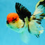 AAA Grade Tricolor Oranda Male 5 inches #041125OR_05