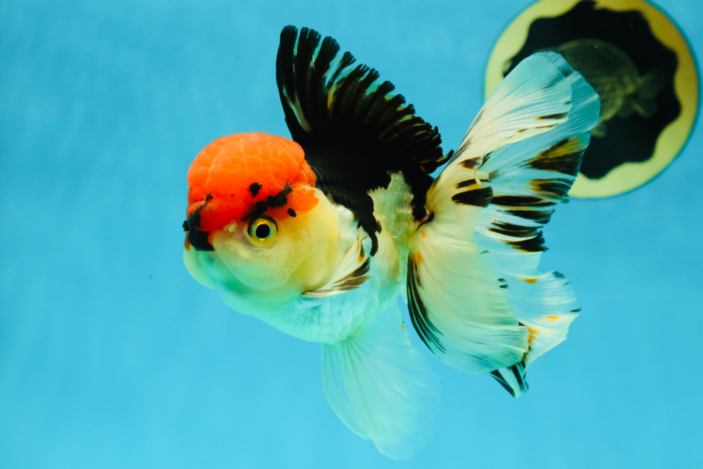 AAA Grade Tricolor Oranda Male 5 inches #041125OR_05