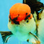 AAA Grade Tricolor Oranda Male 5 inches #041125OR_05