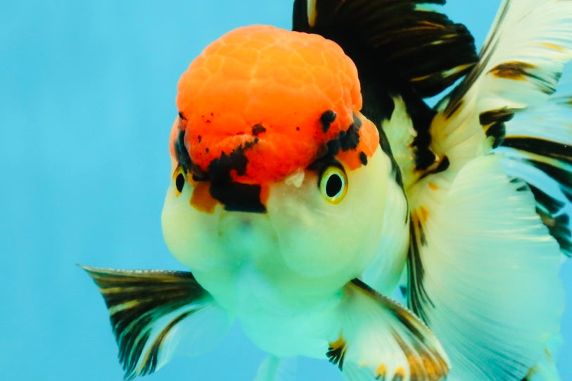 AAA Grade Tricolor Oranda Male 5 inches #041125OR_05