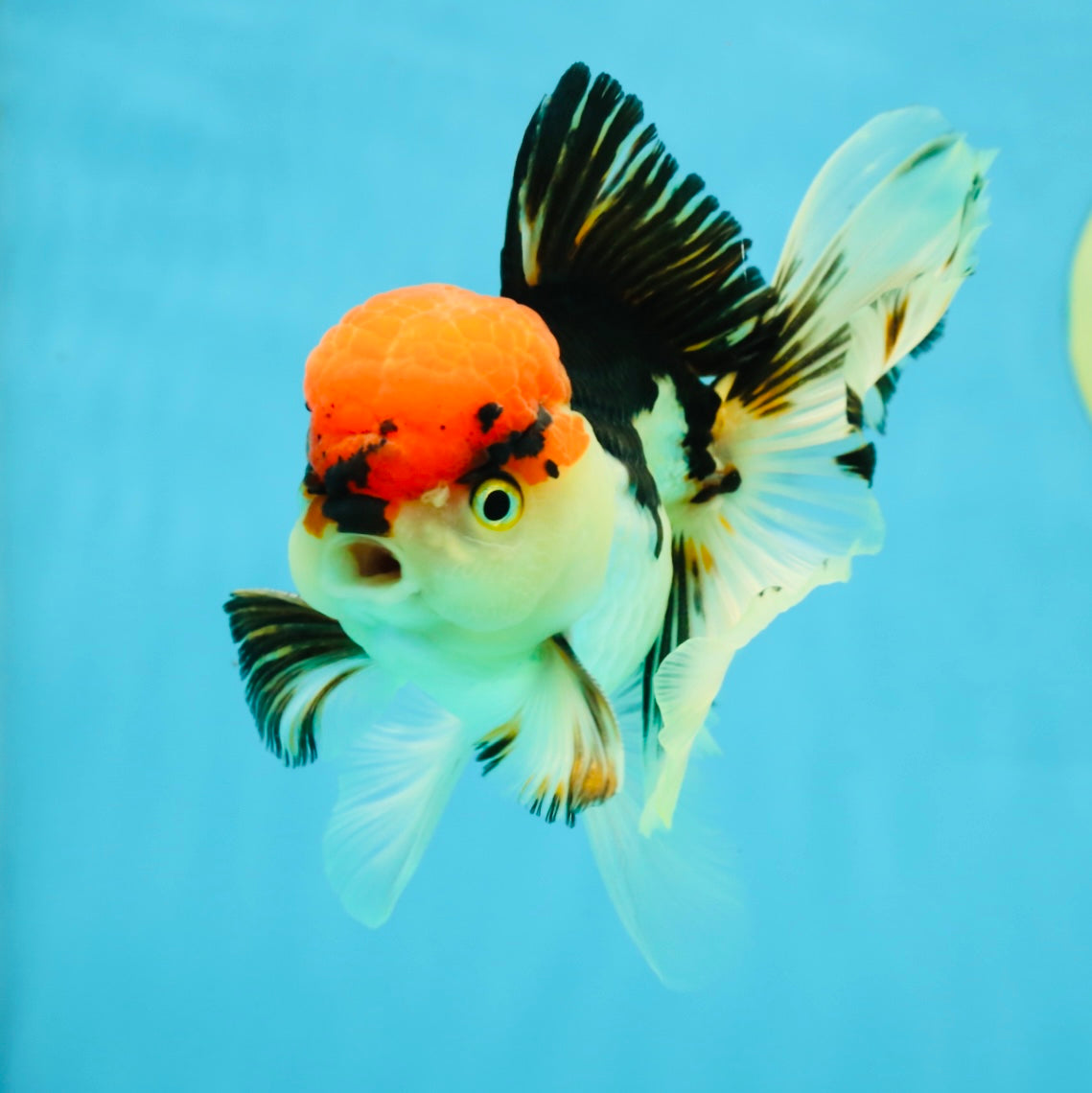 AAA Grade Tricolor Oranda Male 5 inches #041125OR_05