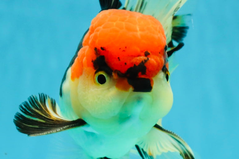 AAA Grade Tricolor Oranda Male 5 inches #041125OR_05