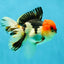 AAA Grade Tricolor Oranda Male 5 inches #041125OR_05