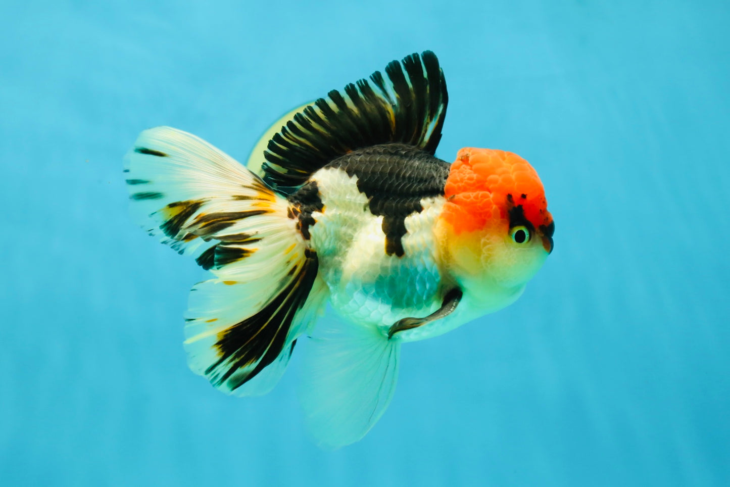 AAA Grade Tricolor Oranda Male 5 inches #041125OR_05