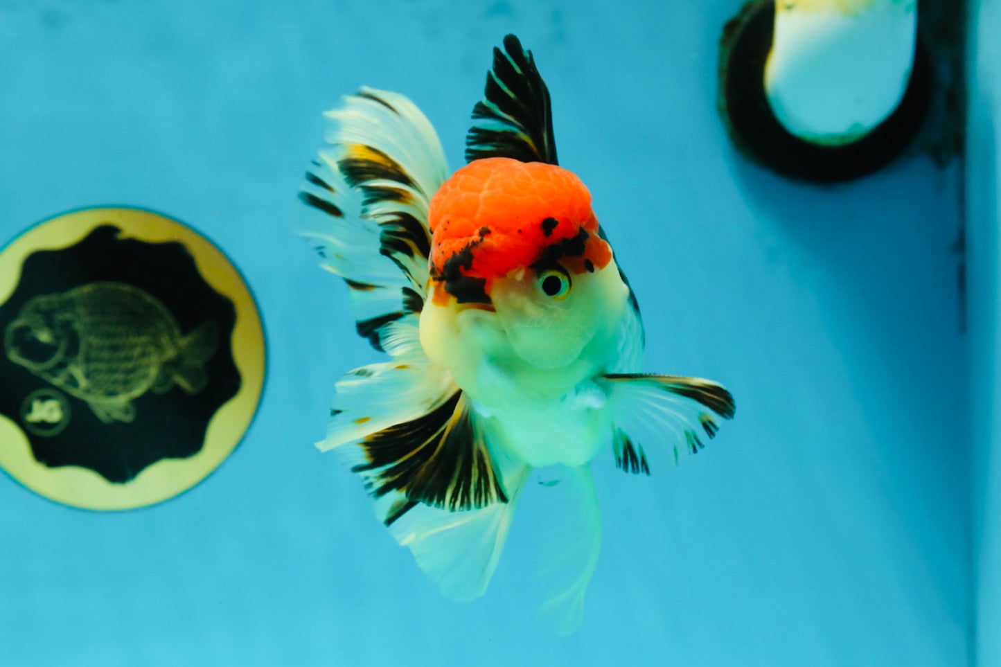 AAA Grade Tricolor Oranda Male 5 inches #041125OR_05