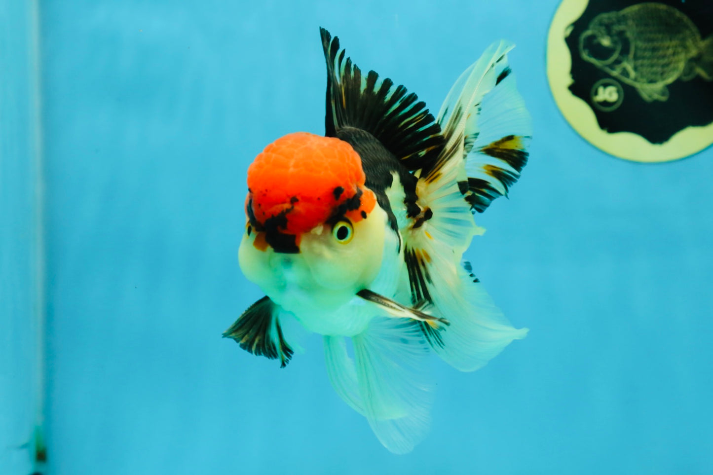 AAA Grade Tricolor Oranda Male 5 inches #041125OR_05