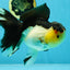 CHUNKY AAA Grade Tricolor Oranda Female 6-6.5 inches #041125OR_09