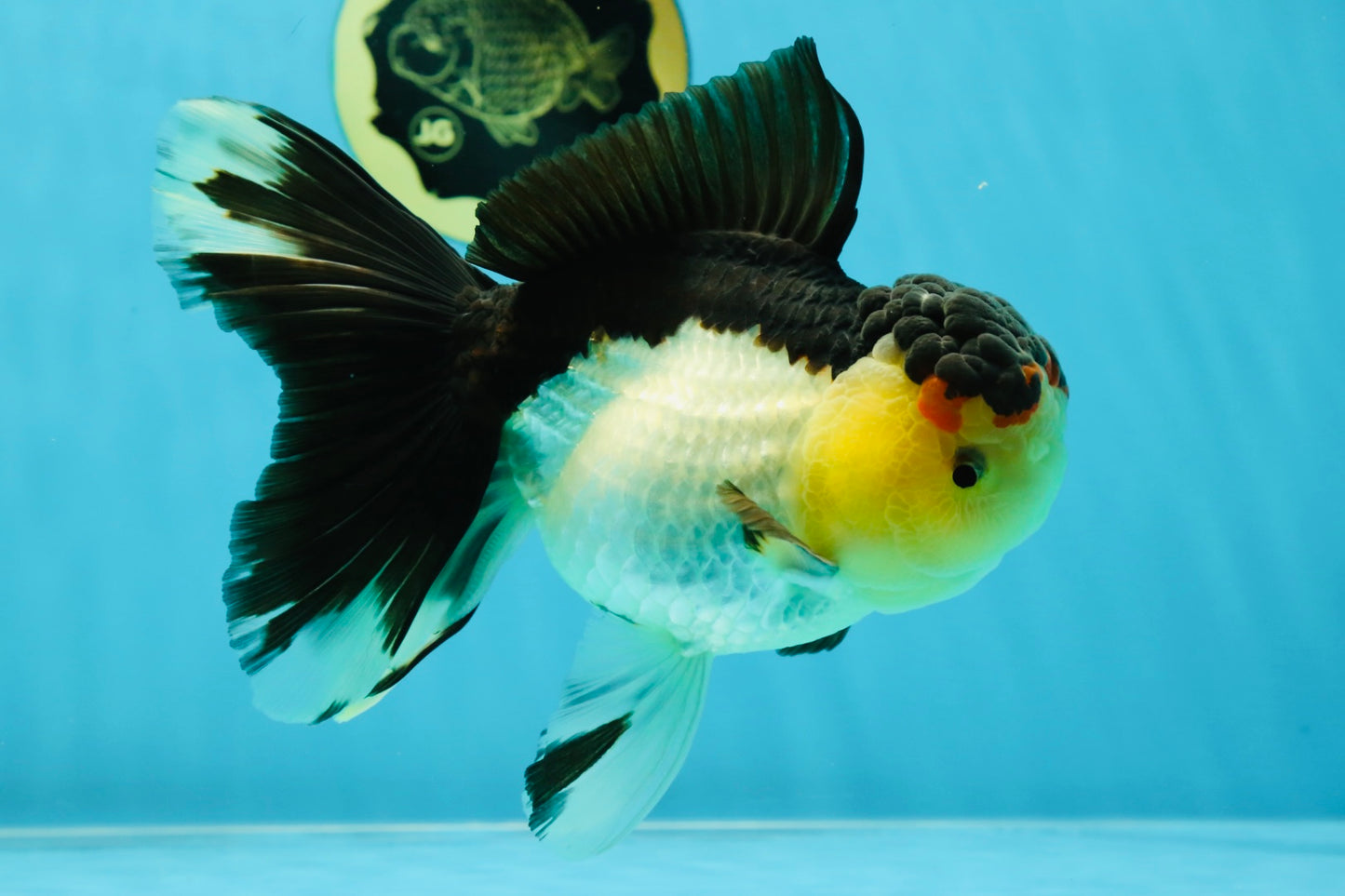 CHUNKY AAA Grade Tricolor Oranda Female 6-6.5 inches #041125OR_09