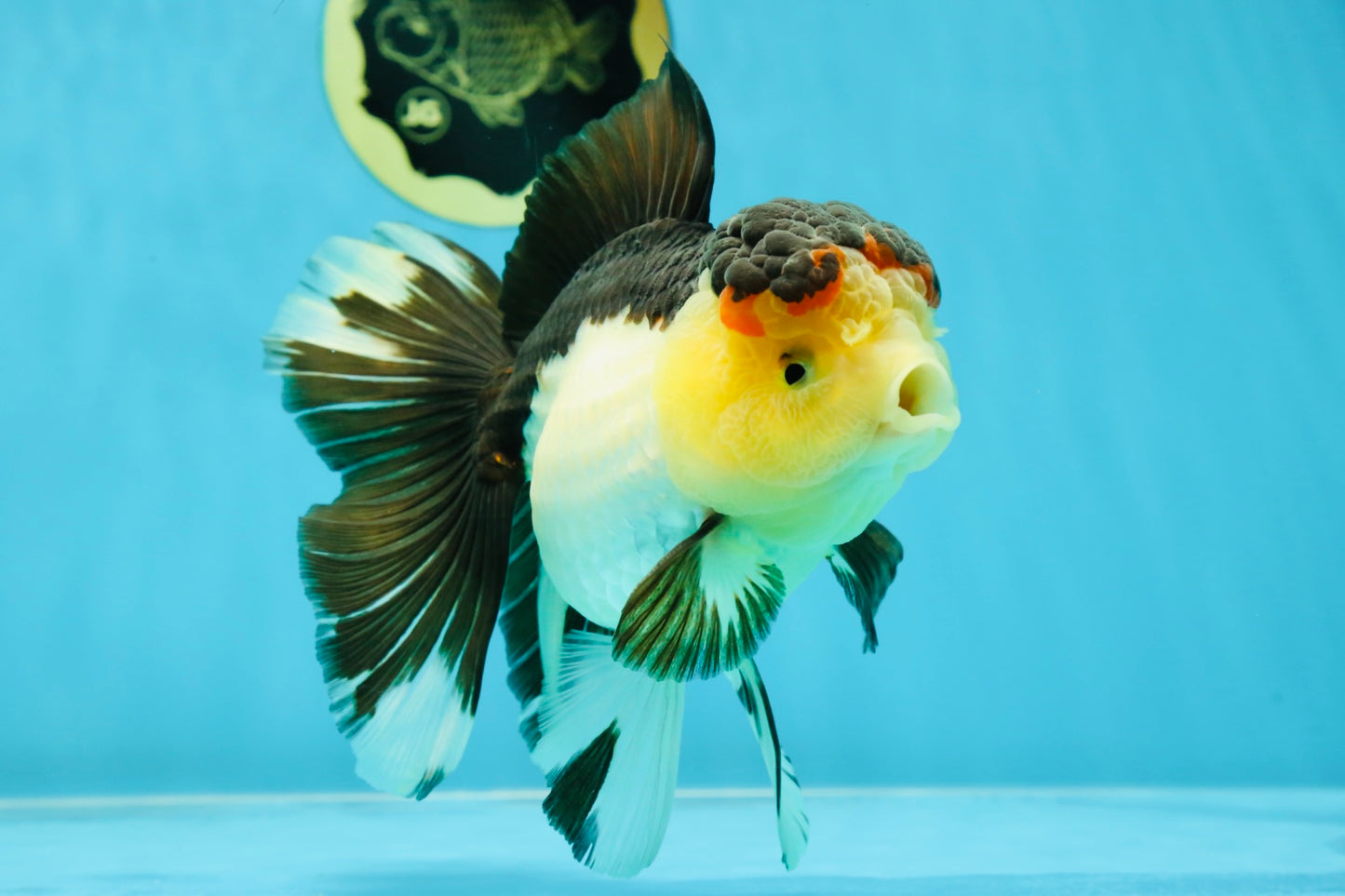 CHUNKY AAA Grade Tricolor Oranda Female 6-6.5 inches #041125OR_09