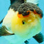CHUNKY AAA Grade Tricolor Oranda Female 6-6.5 inches #041125OR_09