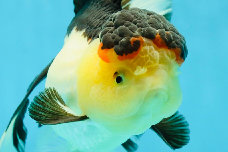 CHUNKY AAA Grade Tricolor Oranda Female 6-6.5 inches #041125OR_09