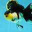 CHUNKY AAA Grade Tricolor Oranda Female 6-6.5 inches #041125OR_09