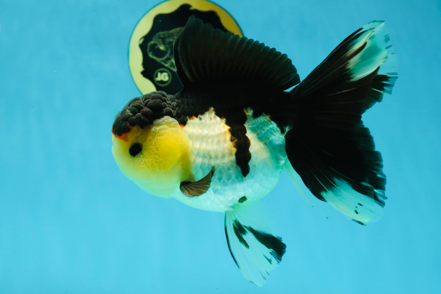 CHUNKY AAA Grade Tricolor Oranda Female 6-6.5 inches #041125OR_09