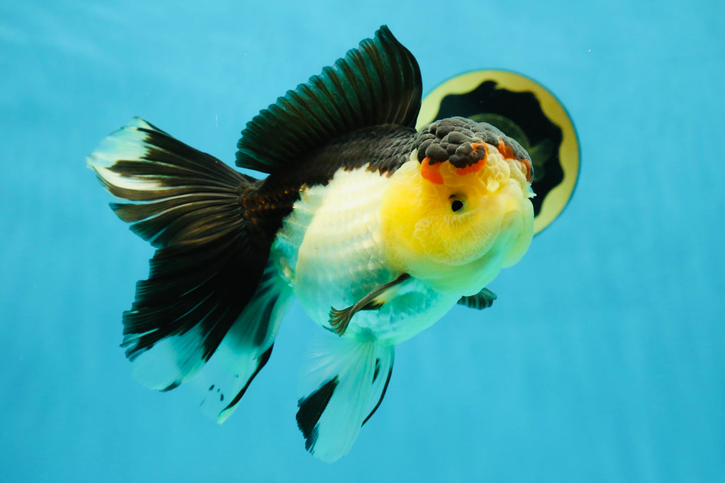 CHUNKY AAA Grade Tricolor Oranda Female 6-6.5 inches #041125OR_09